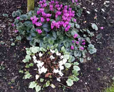 cyclamen_herbst_Kopie.jpg