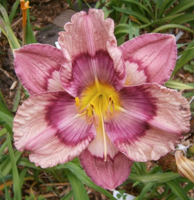 Pattern_Pleaser_2013_em.jpg