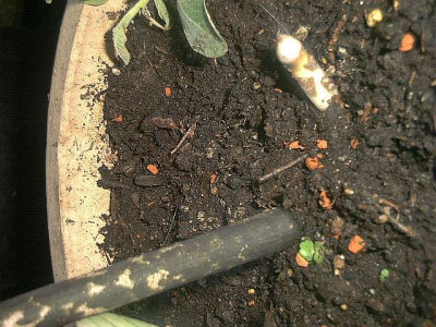 AmorphoPhallus.jpg