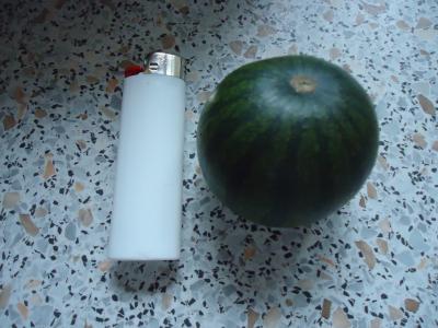 Miniwassermelone.jpg