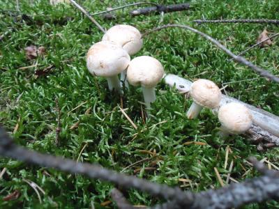 Unbekannter_Pilz_1.jpg