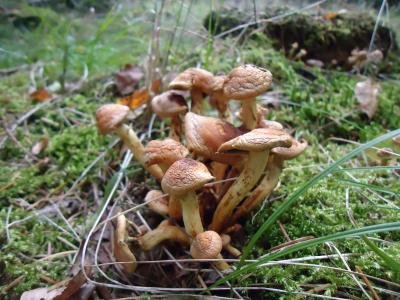 Unbekannter_Pilz_2.jpg