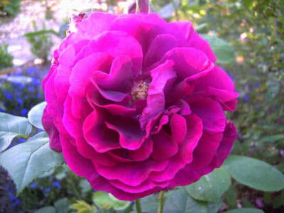 Rose_du_Roi_a_fleur_pourpres.JPG