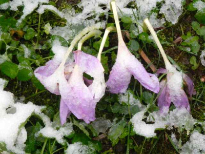 Schneezeitlosen.jpg