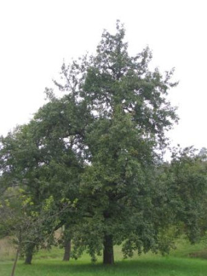 153.JPG