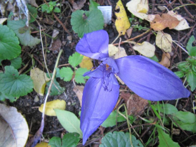Crocus_banaticus_Kranich_131011.jpg