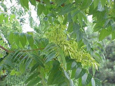 Ailanthus_altissima2.jpg