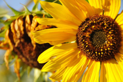 2013-10-02_Oktoberblume.jpg