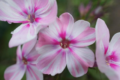 Phlox_paniculata_1.jpg