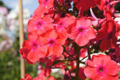 Phlox_paniculata_2.jpg