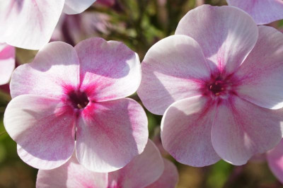 Phlox_paniculata_3.jpg