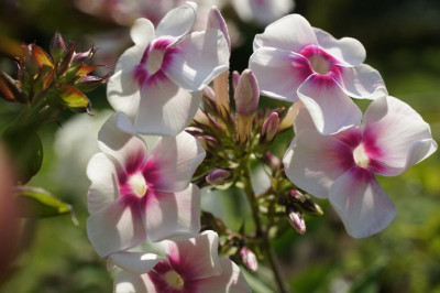 Phlox_paniculata_4.jpg