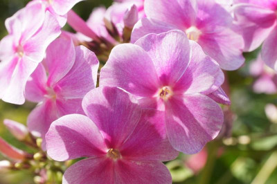 Phlox_paniculata_5.jpg
