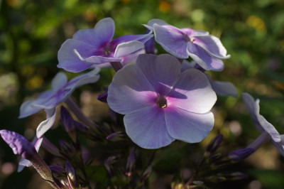 Phlox_paniculata_6.jpg