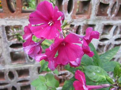 Phlox_karmin_131011.jpg