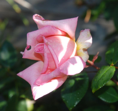C9352a_Medium.jpg