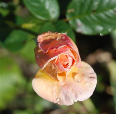 C9354a_Small.jpg