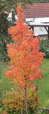 Liquidambar_131012.jpg