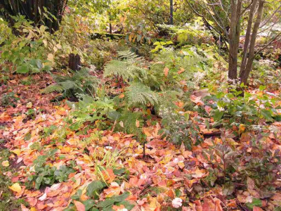 Waldgarten_Oktober1_1024x768.jpg