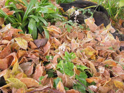 Waldgarten_Oktober_Tiarella_1024x768.jpg