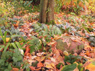 Wladgarten_Oktober_Pulmonaria_1024x768.jpg