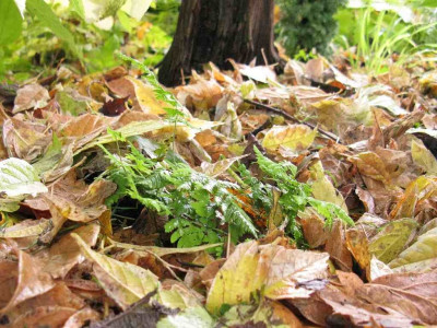 Waldgarten_Oktober_Eichenfarn_1024x768.jpg