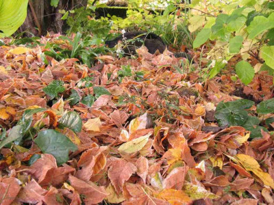 Waldgarten_Oktober_Asarum_1024x768.jpg