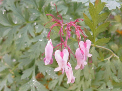 Dicentra_Oktober_1024x768.jpg