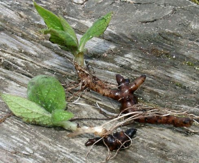 04090001_eSymphytum_tuberosum.JPG