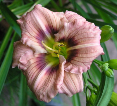 Kyrralogn_060705.jpg