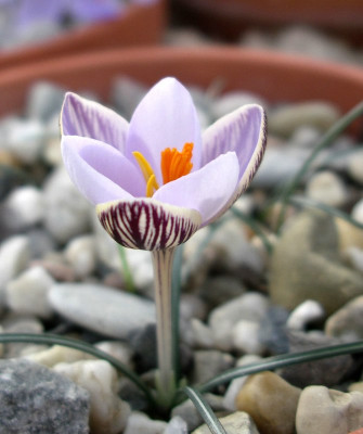 comp_Crocus_cambessedesii_14.10.13.jpg