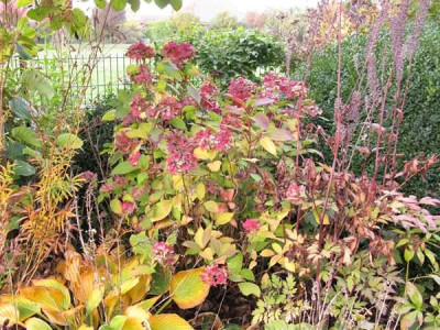Preziosa_im_Herbstkleid_Gartenpur.jpg