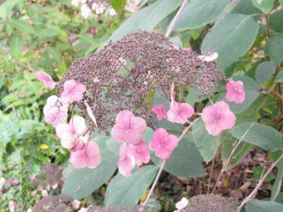 Hydrangea_aspera_macrophylla_Gartenpur.jpg