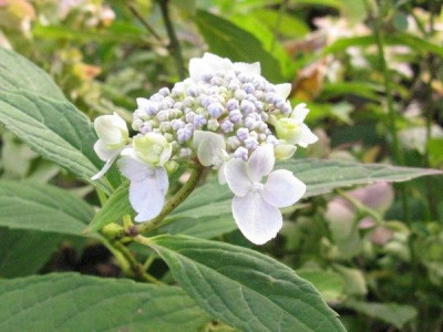 Blue_Deckle_Gartenpur.jpg