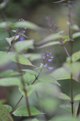Plectranthus_longitubus.jpg