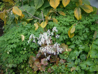 Saxifraga-cortusifolia-1510.jpg