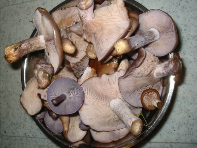 violette_Rotelritterlinge_14.10.13.jpg