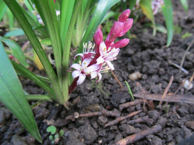 GP_Reineckea_carnea_2013-10-15_a.jpg