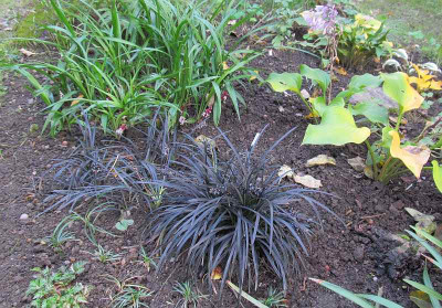 GP_Reineckea_carnea_2013-10-15_b.jpg