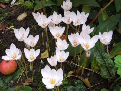 DSCF1308.JPG