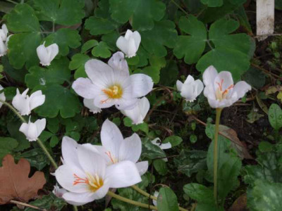 DSCF1315.JPG