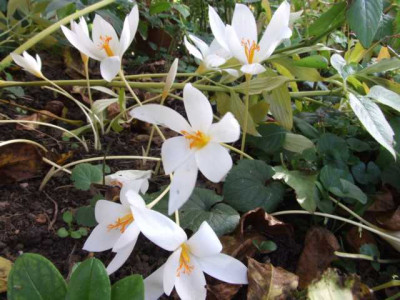 DSCF1309.JPG