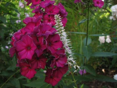 k-phlox_papageno-2012-05-08-17_041_1k.jpg