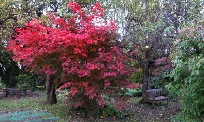 GP_E_2013-10-18_Acer_jap._Aconitifolium.jpg