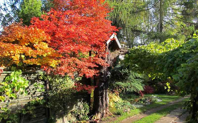 GP_Acer_Faerbung_2013-10-17.jpg
