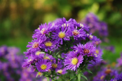 C9366_Small.JPG