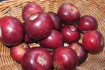 roter-apfel.jpg