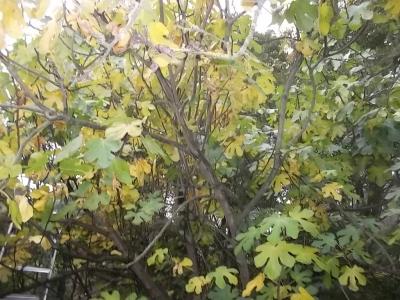 Feigenbuschbaum.jpg