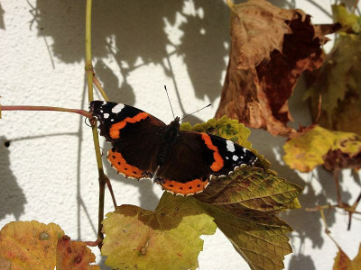 traubensaft-und-sonne-tanken_20131019_zg.jpg