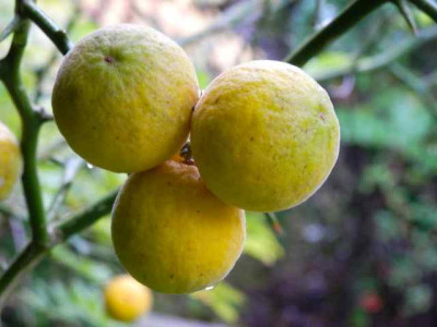 Poncirus2.jpg